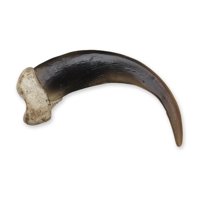 Replica Grizzly Bear Claw, X Large (10cm)