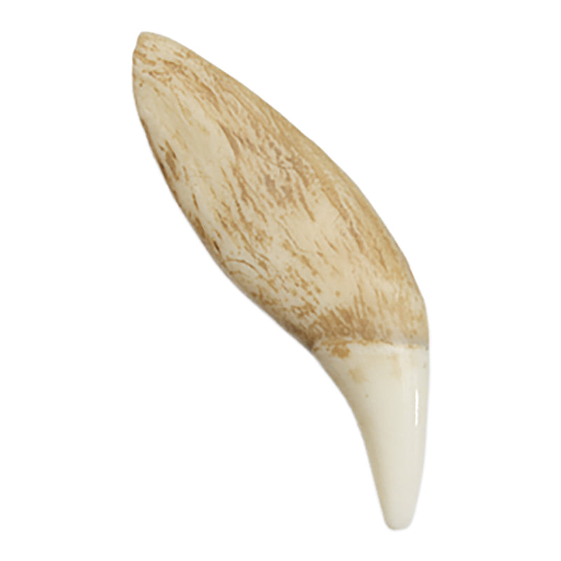 Replica American Black Bear Canine Tooth (7.5 cm)