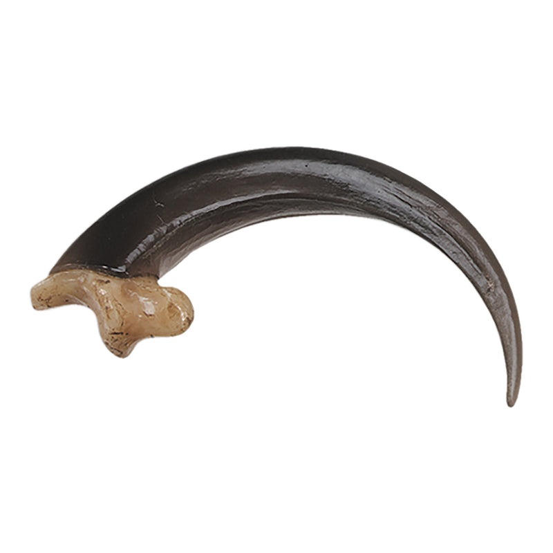 Replica Bald Eagle Talon - Large (9 cm)