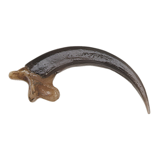 Replica Bald Eagle Talon - Small (5.5 cm)