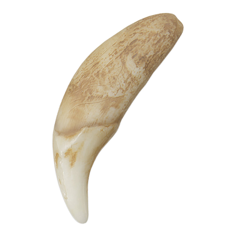 Replica Gray Wolf Canine (7 cm)