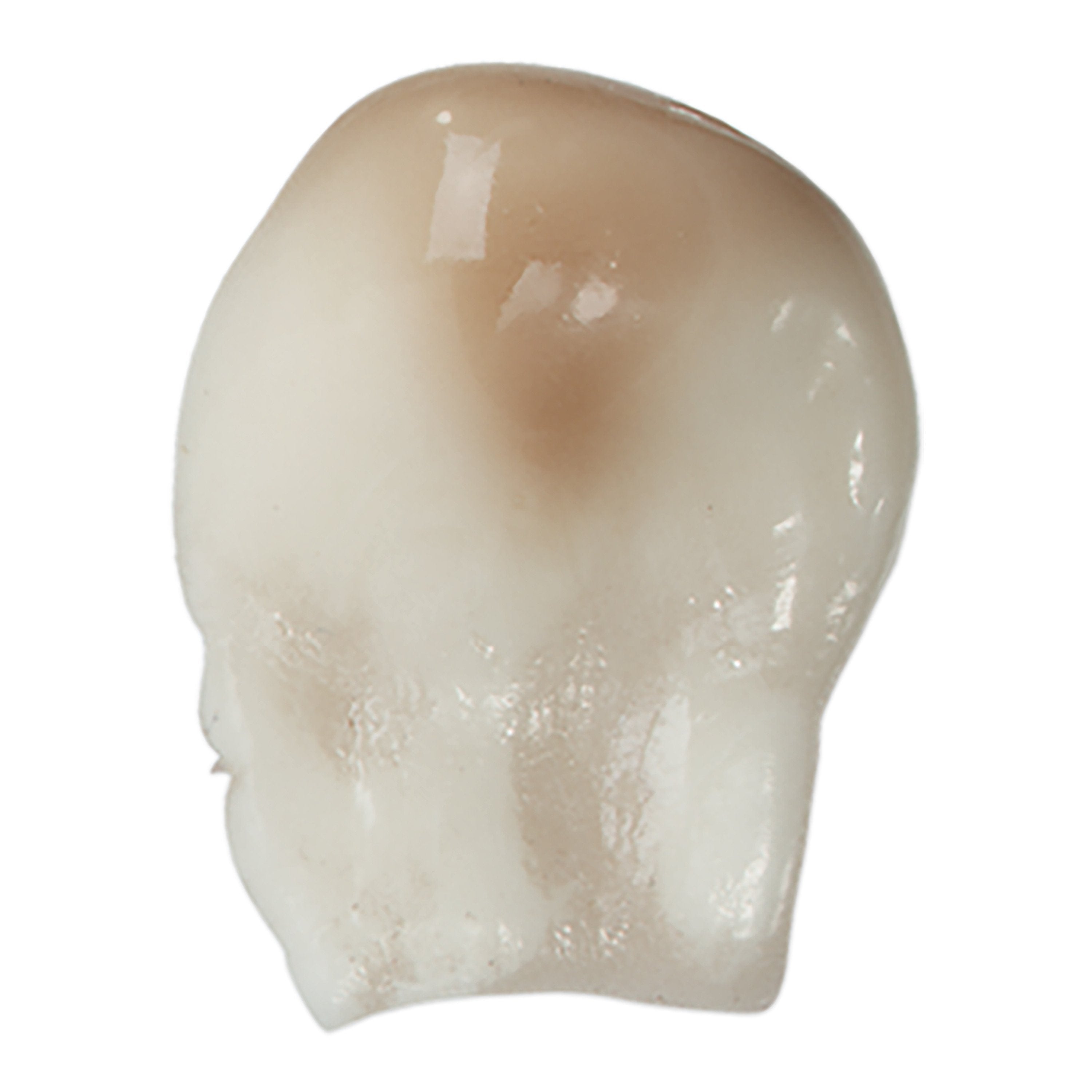 Replica American Elk Canine Ivory Tooth For Sale — Skulls