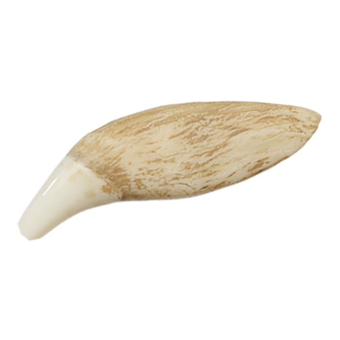 Replica Grizzly Bear Tooth