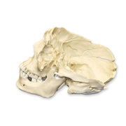 Replica Human Male with Machete Wounds Skull