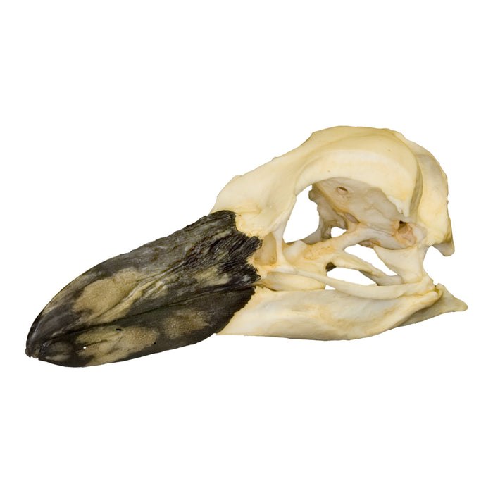 Replica Magellanic Penguin Skull