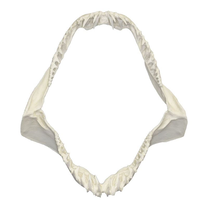 Replica Mako Shark Jaw