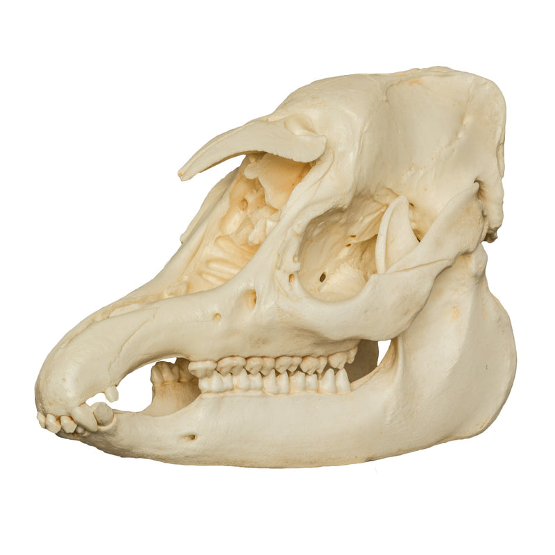 Replica Malayan Tapir Skull