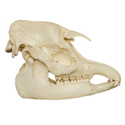 Replica Malayan Tapir Skull