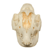 Replica Malayan Tapir Skull