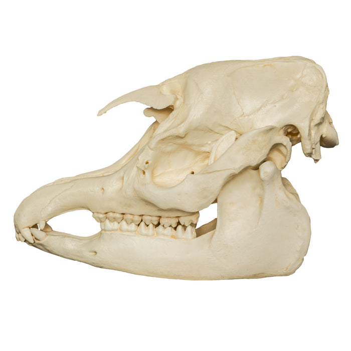 Replica Malayan Tapir Skull