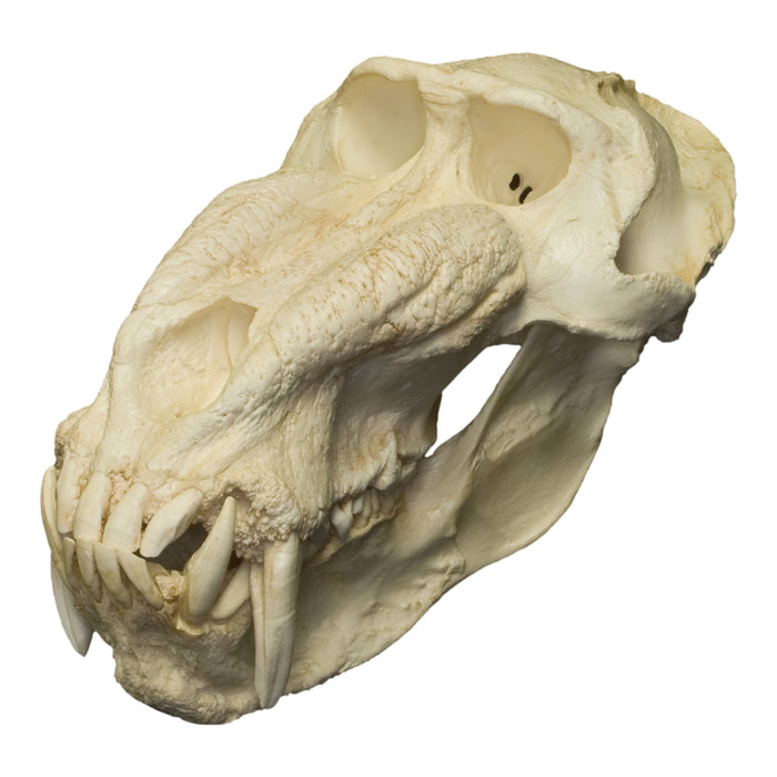 Replica Mandrill Baboon Skull (Male)