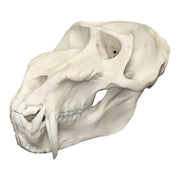 Replica Mandrill Baboon Skull