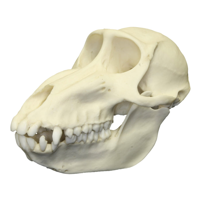 Replica Mandrill Baboon Skull - Female