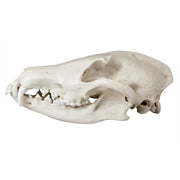 Replica Maned Wolf Skull