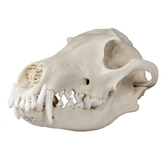 Replica Maned Wolf Skull