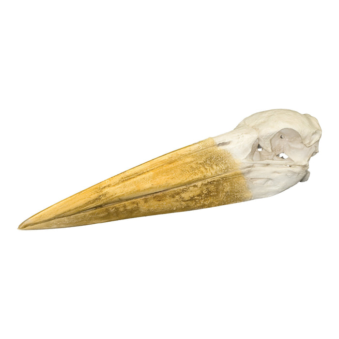 Replica Marabou Stork Skull