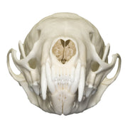 Real American Marten Skull