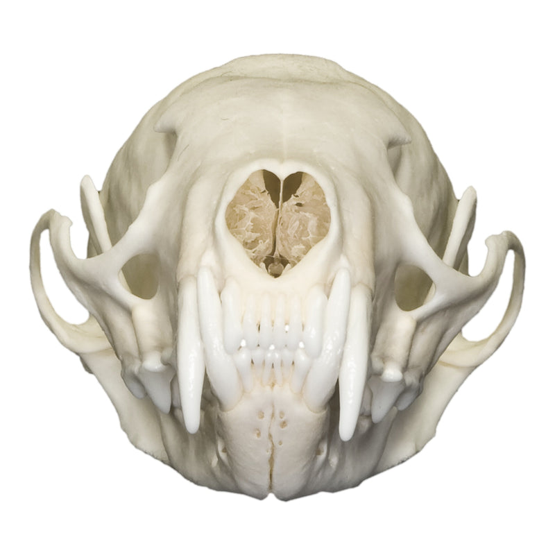 Real American Marten Skull