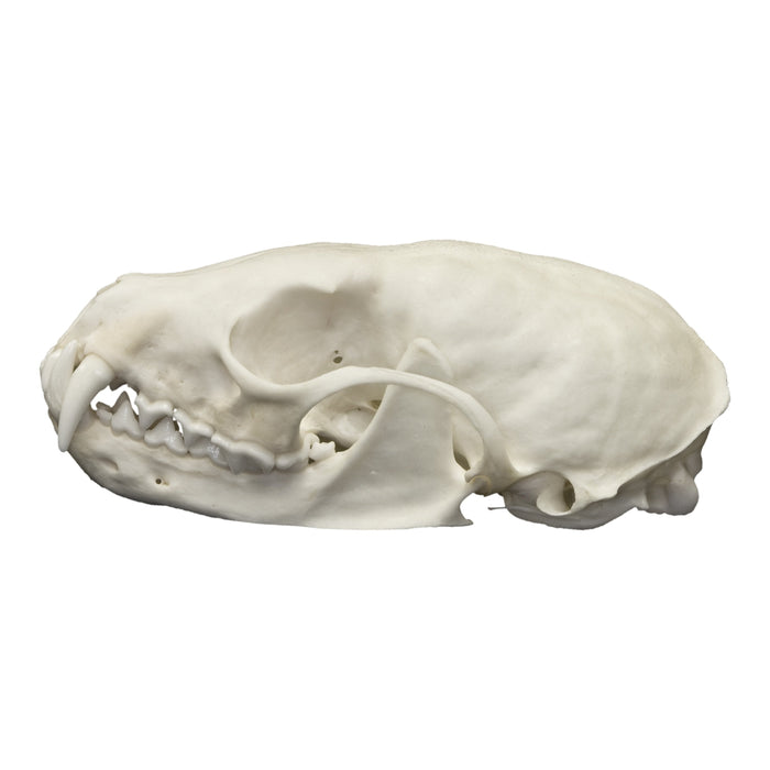 Real American Marten Skull