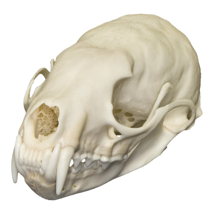 Real American Marten Skull