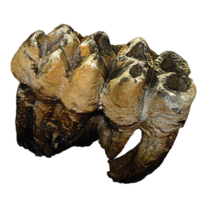 Replica Mastodon Tooth