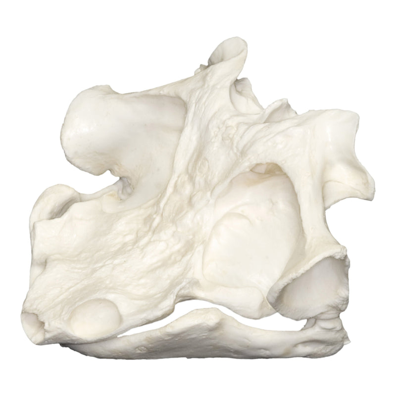 Replica Matamata Turtle Skull