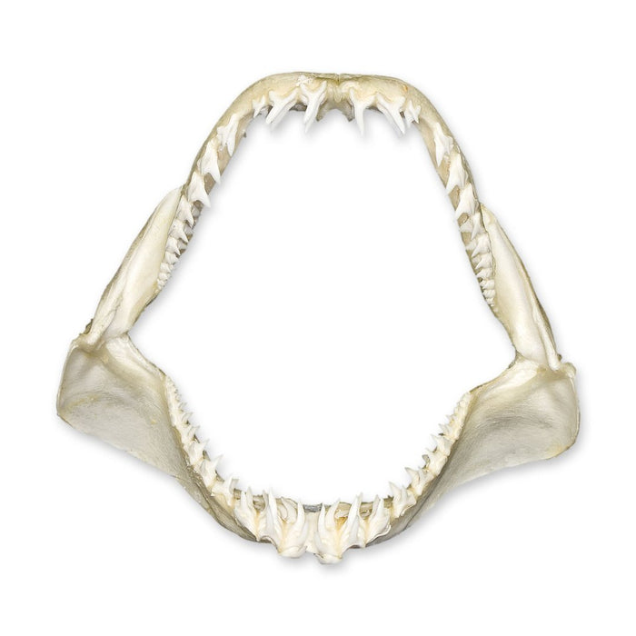 Real Shark Jaw - Multiple Sizes