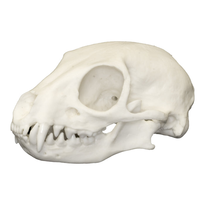 Replica Meerkat Skull