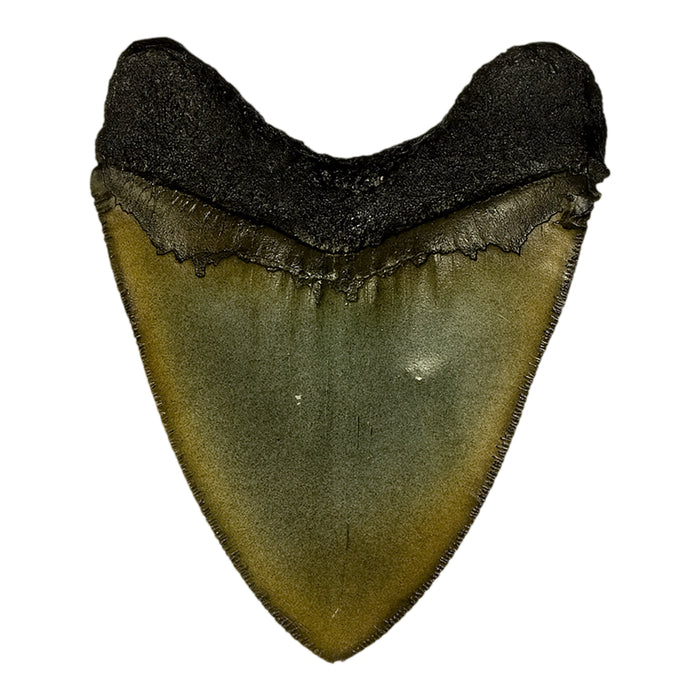 Replica Megalodon Shark Tooth