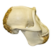 Replica Meganthropus Skull