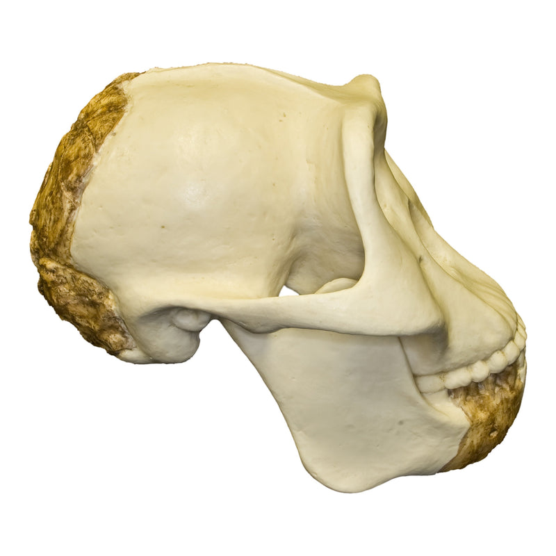 Replica Meganthropus Skull