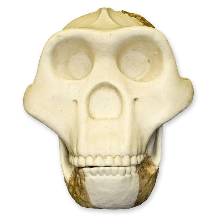 Replica Meganthropus Skull