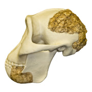 Replica Meganthropus Skull