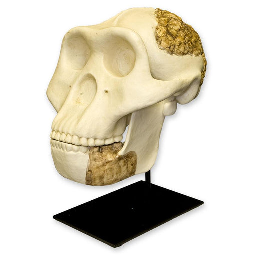 Replica Meganthropus Skull