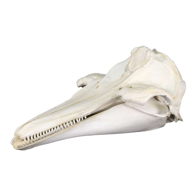 Replica Melon-headed Whale Skull