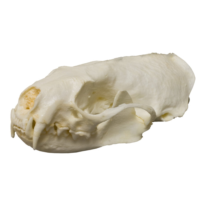 Replica American Mink Skull
