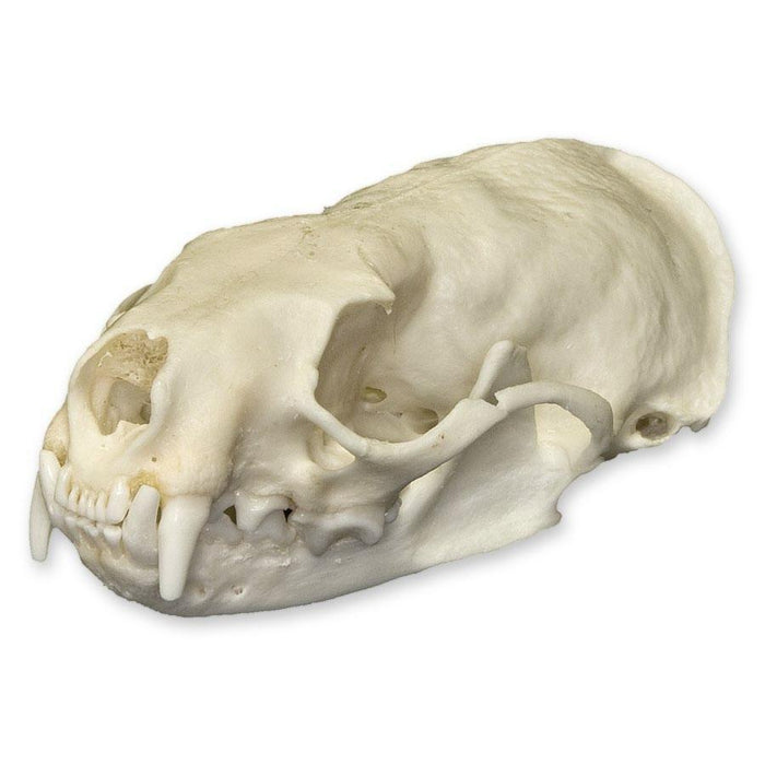 Real American Mink Skull
