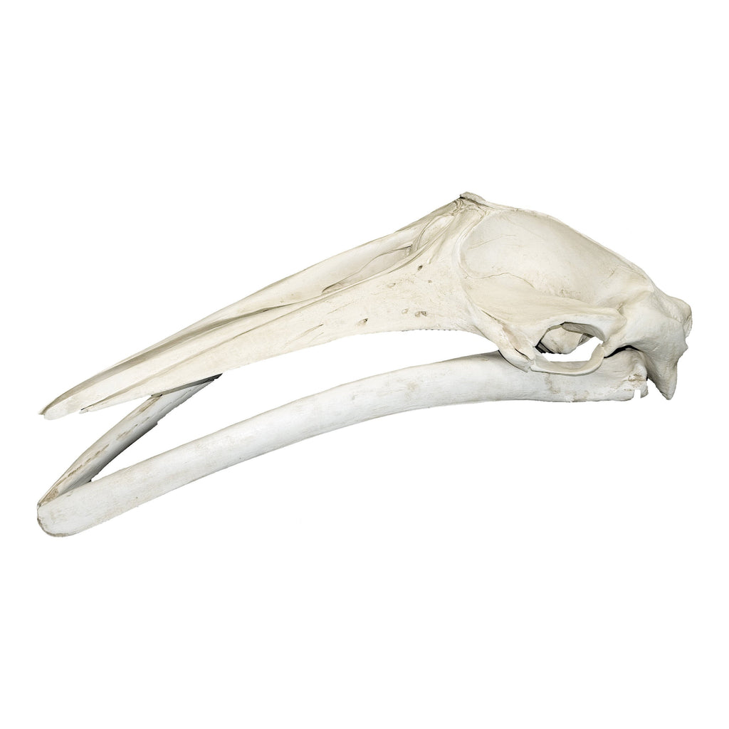 Replica Minke Whale Skull For Sale — Skulls Unlimited