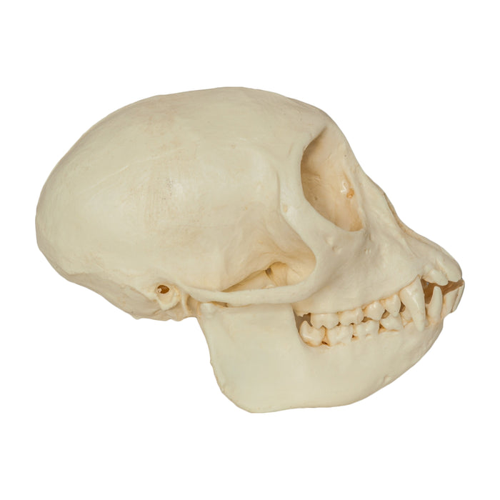 Replica Mona Monkey Skull - Female