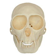 Replica Mona Monkey Skull - Female