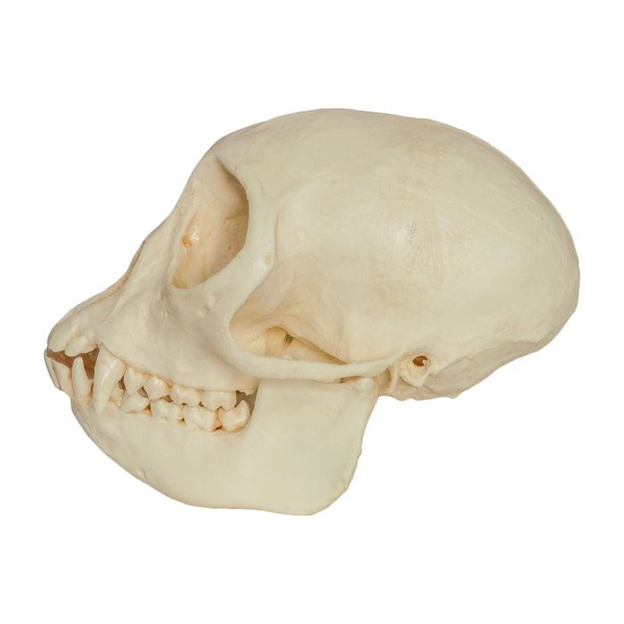 Replica Mona Monkey Skull - Female