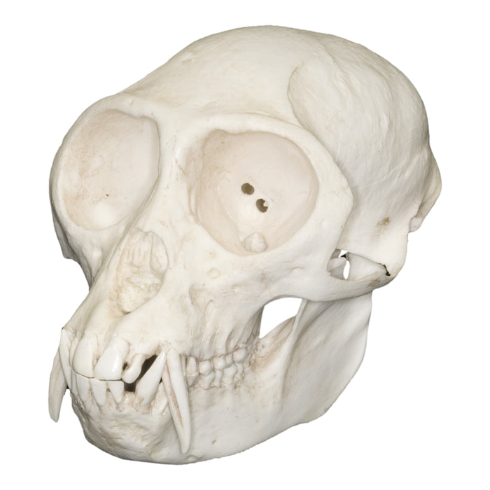 Replica Mona Monkey Skull (Male)