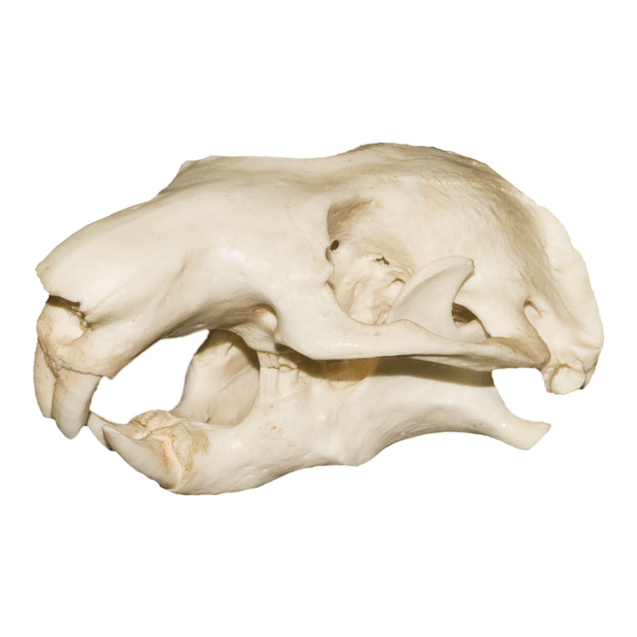 Replica Mountain Beaver Skull