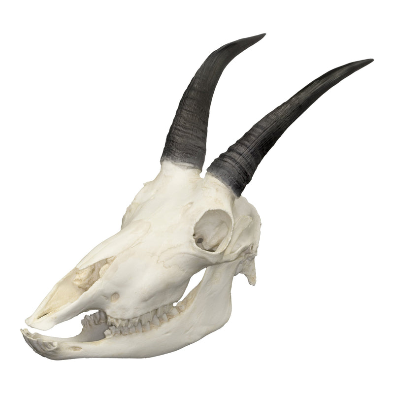 Replica Mountain Goat Skull