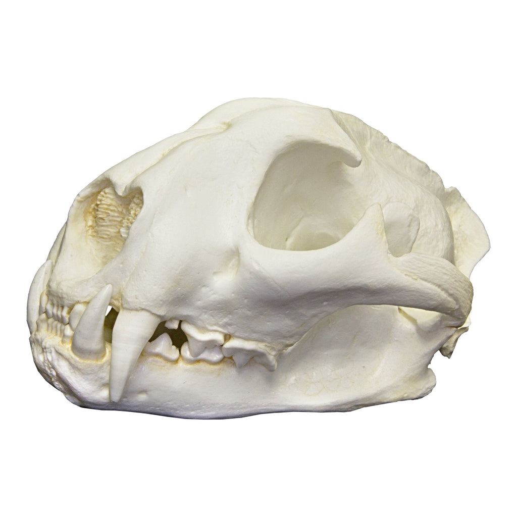高品質！ネコの頭骨　３点セット　SKULLS UNLIMITED社 Replica Mountain Lion Skull For Sale — Skulls Unlimited