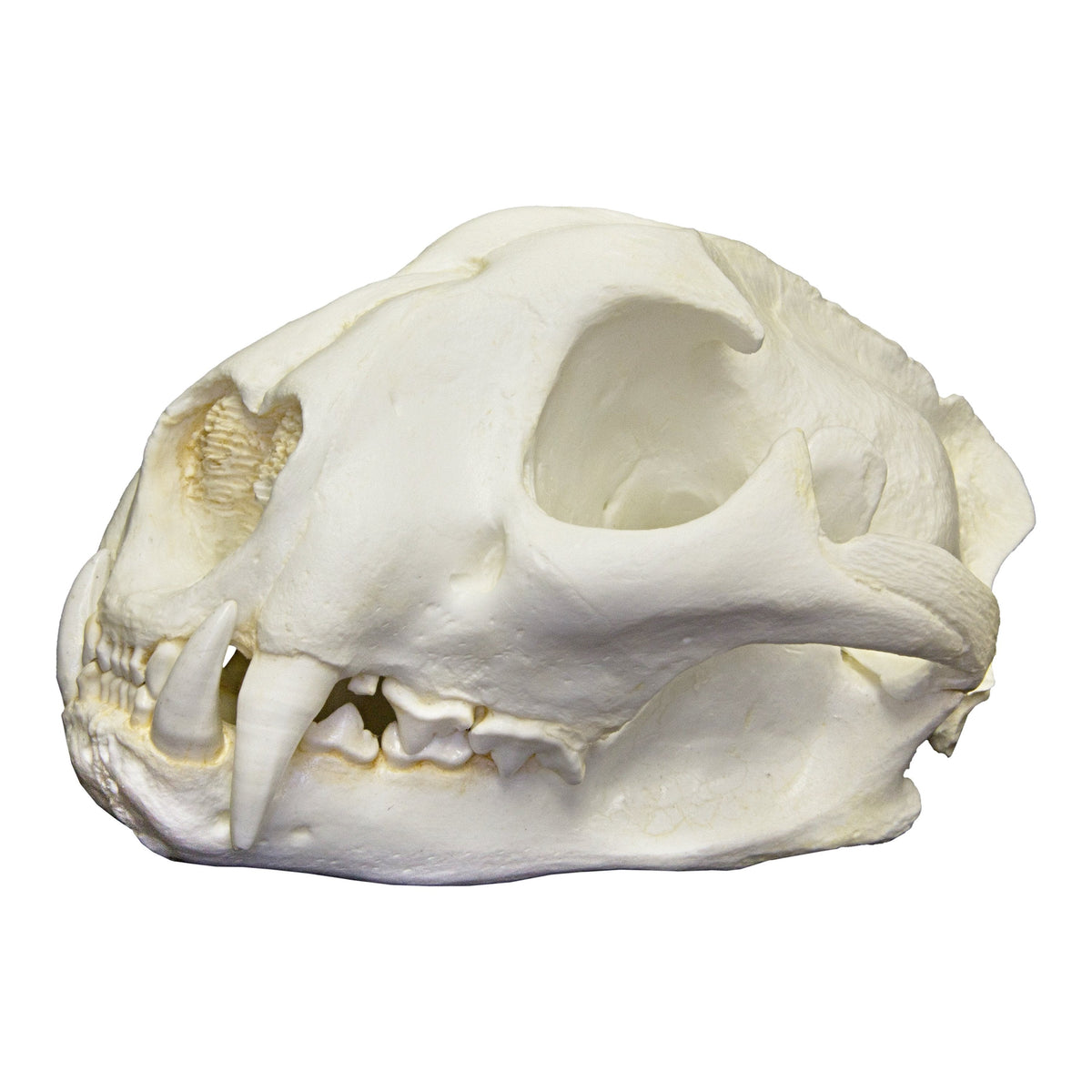 Replica Mountain Lion Skull For Sale — Skulls Unlimited