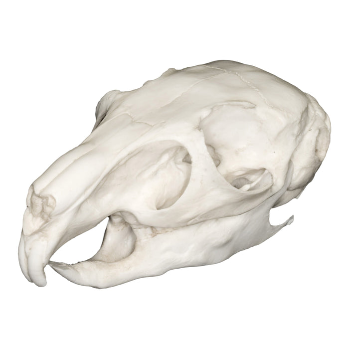 Replica Mountain Viscacha Skull