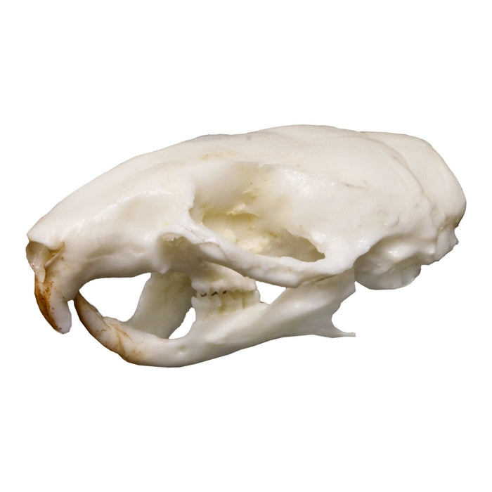 Replica Mouse Skull