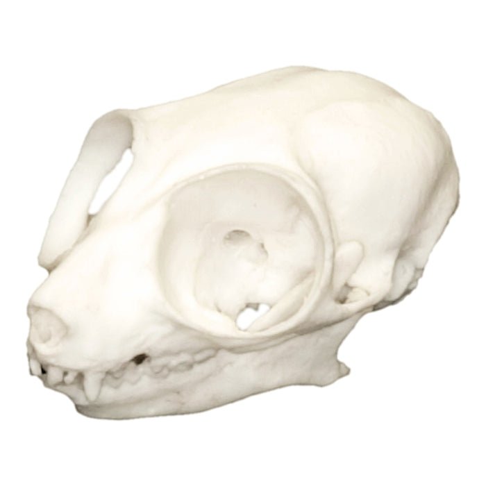Replica Mouse Lemur Skull