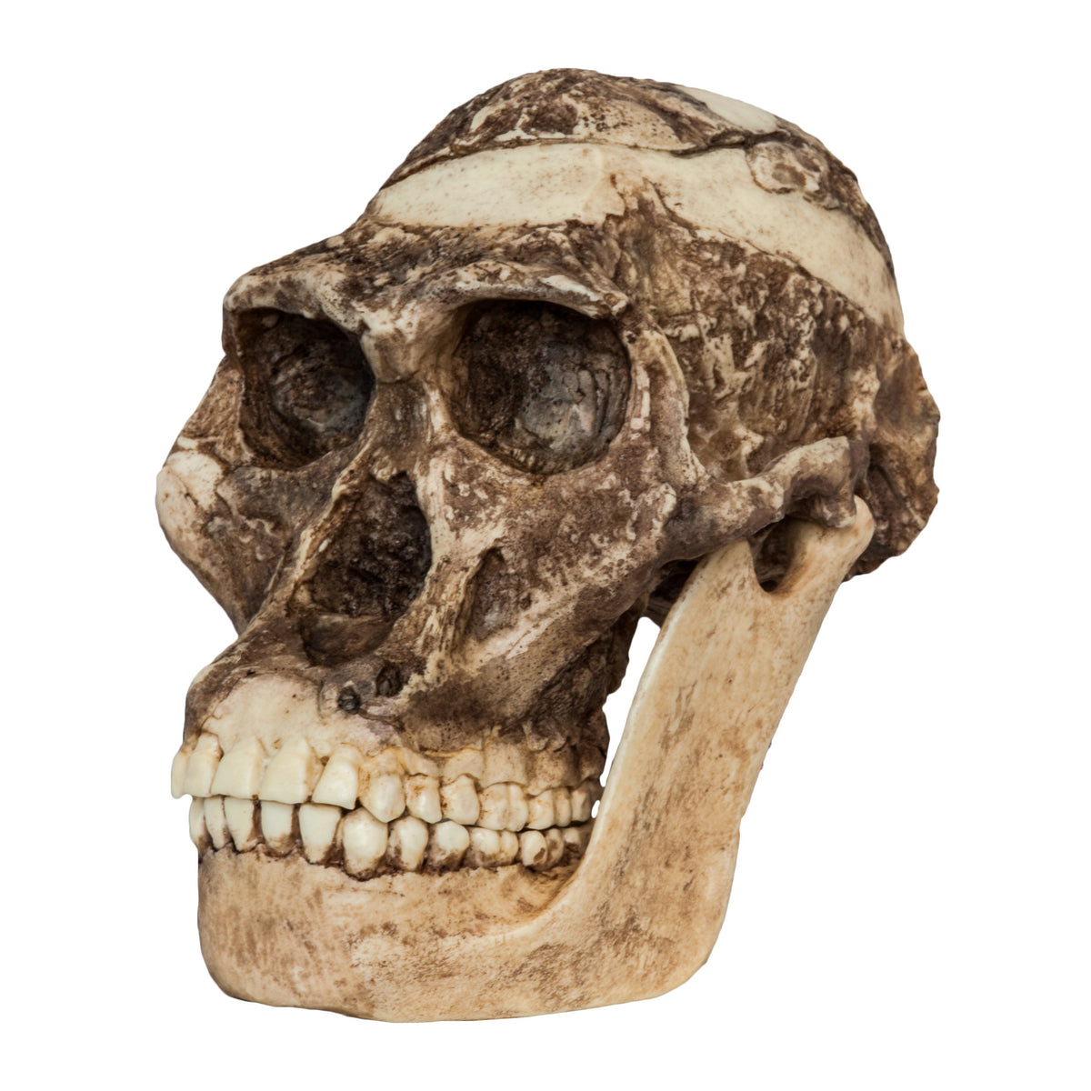 The Original Super 5 Of Africa アフログルーヴ Replica Mrs. Ples STS 5 Skull and Jaw For Sale — Skulls